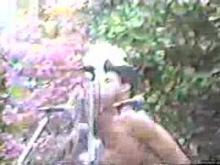 Preview image for the video "1989-04-22 Fishbone @ Southern Illinois University - Carbondale - IL United States (video-2751)".