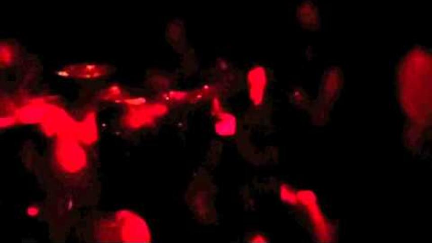 Preview image for the video "2012-07-12 Fishbone @ The New Parish - Oakland - CA United States (video-2490)".